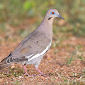 White-winged Dove